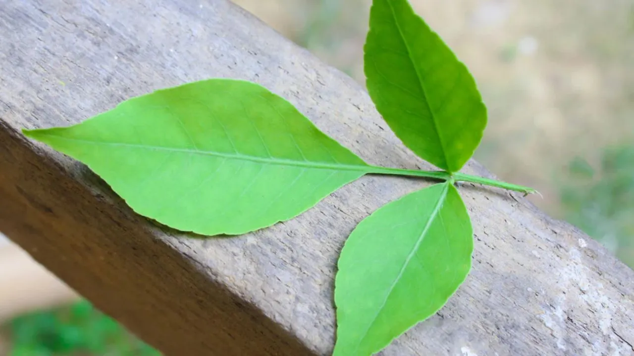 Belpatra panacea for many diseases