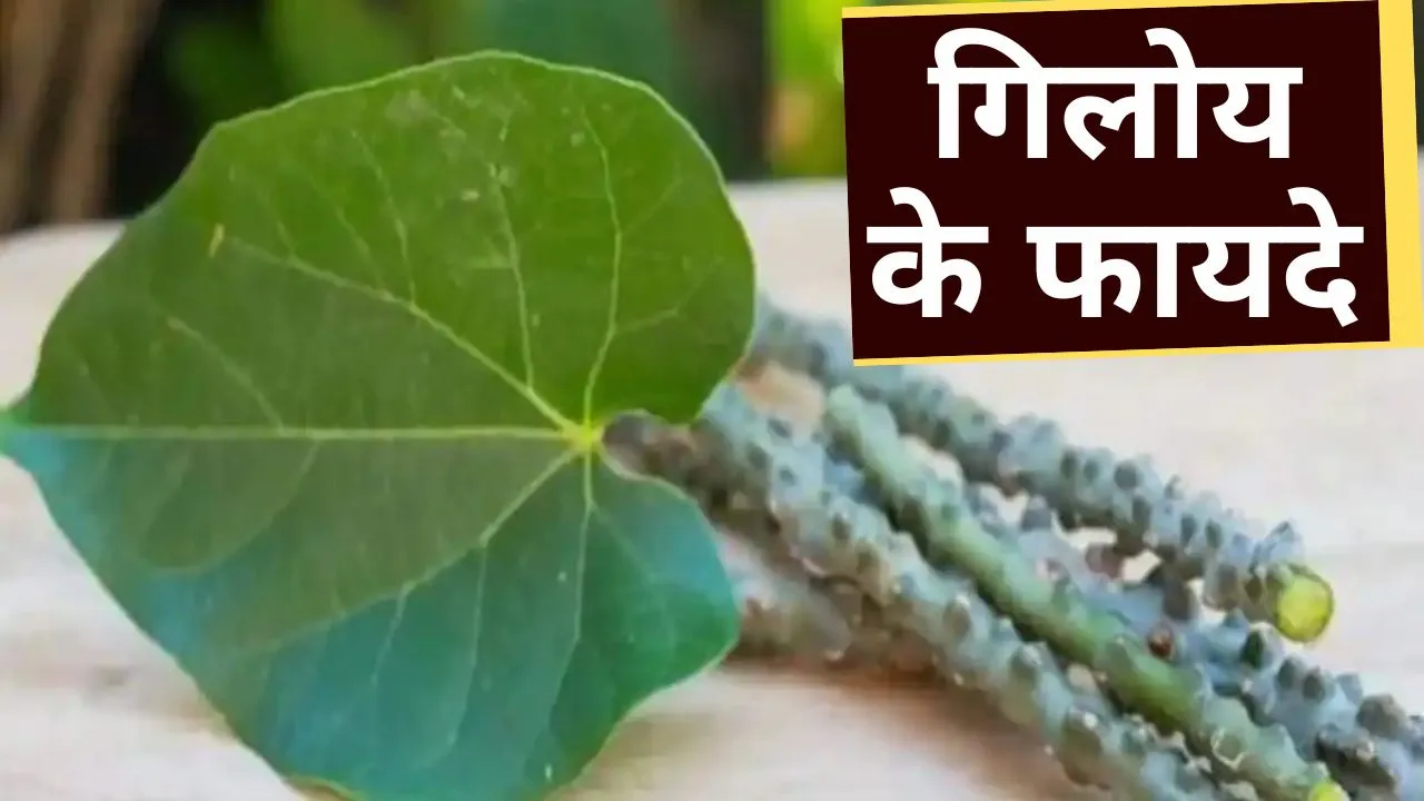 Giloy Benefits