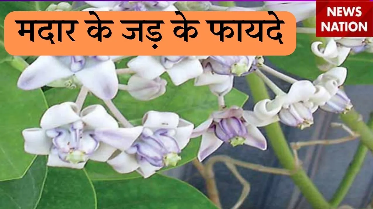 Madar root Benefits
