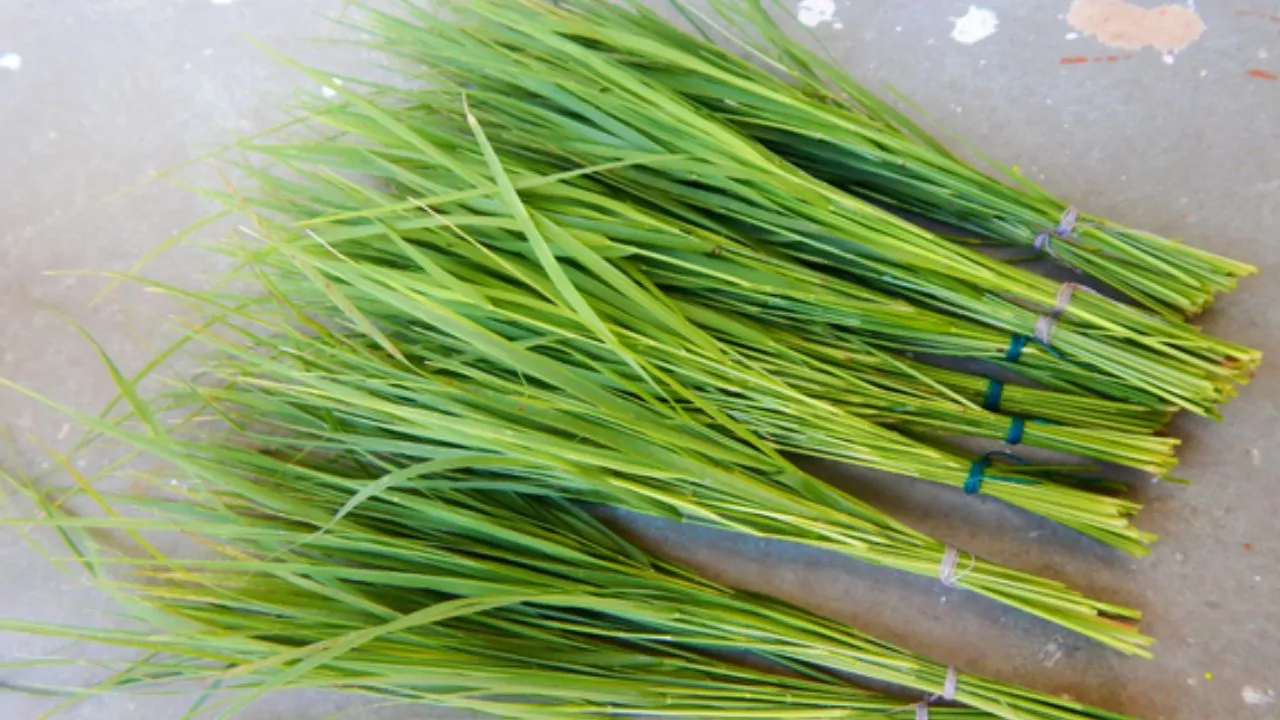 durva grass