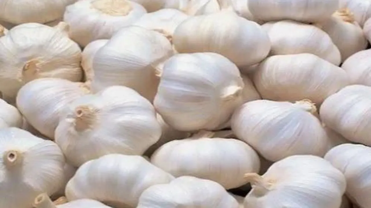 garlic