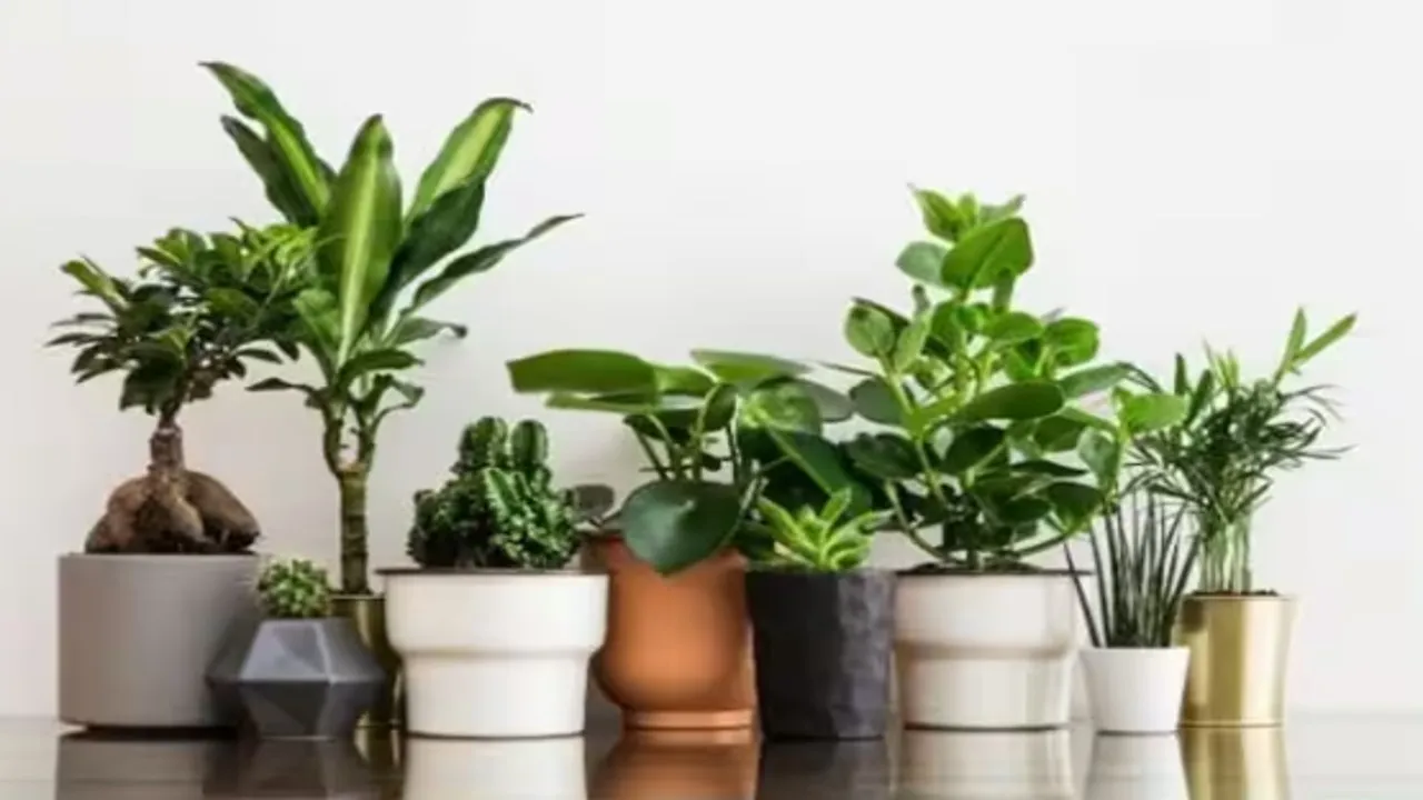 plants in the world that have fun taste