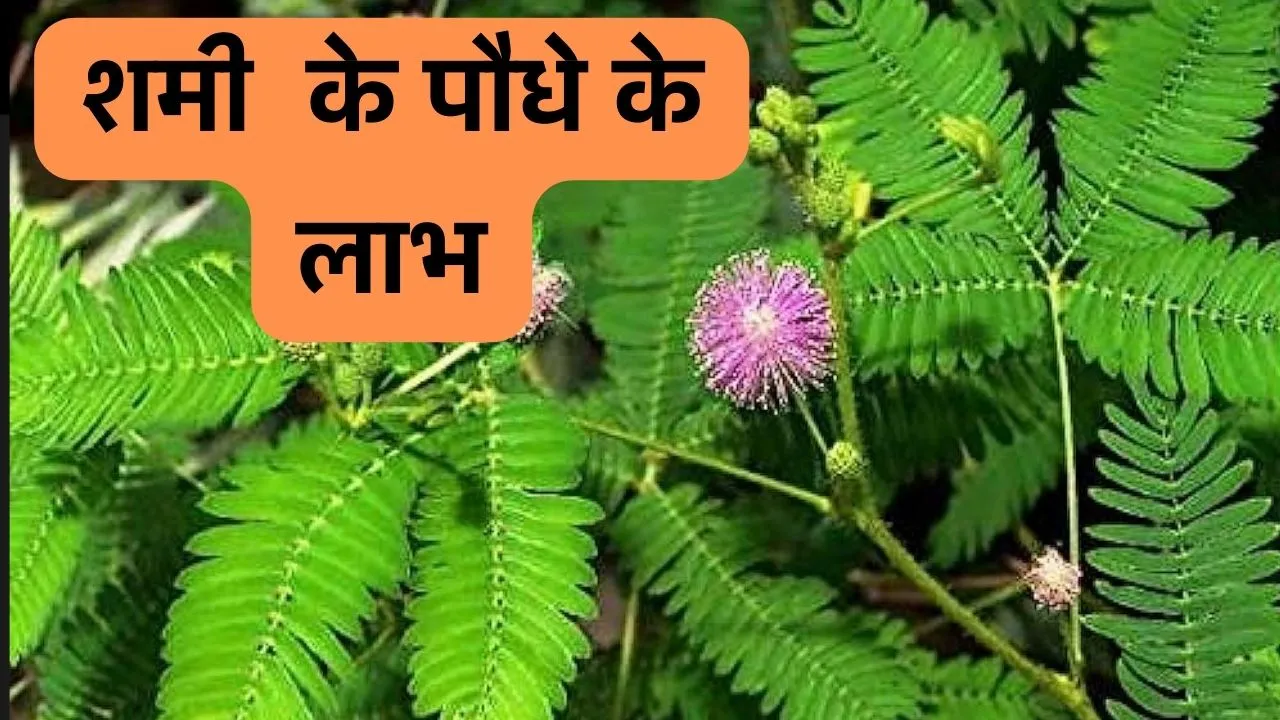 Shami Plant