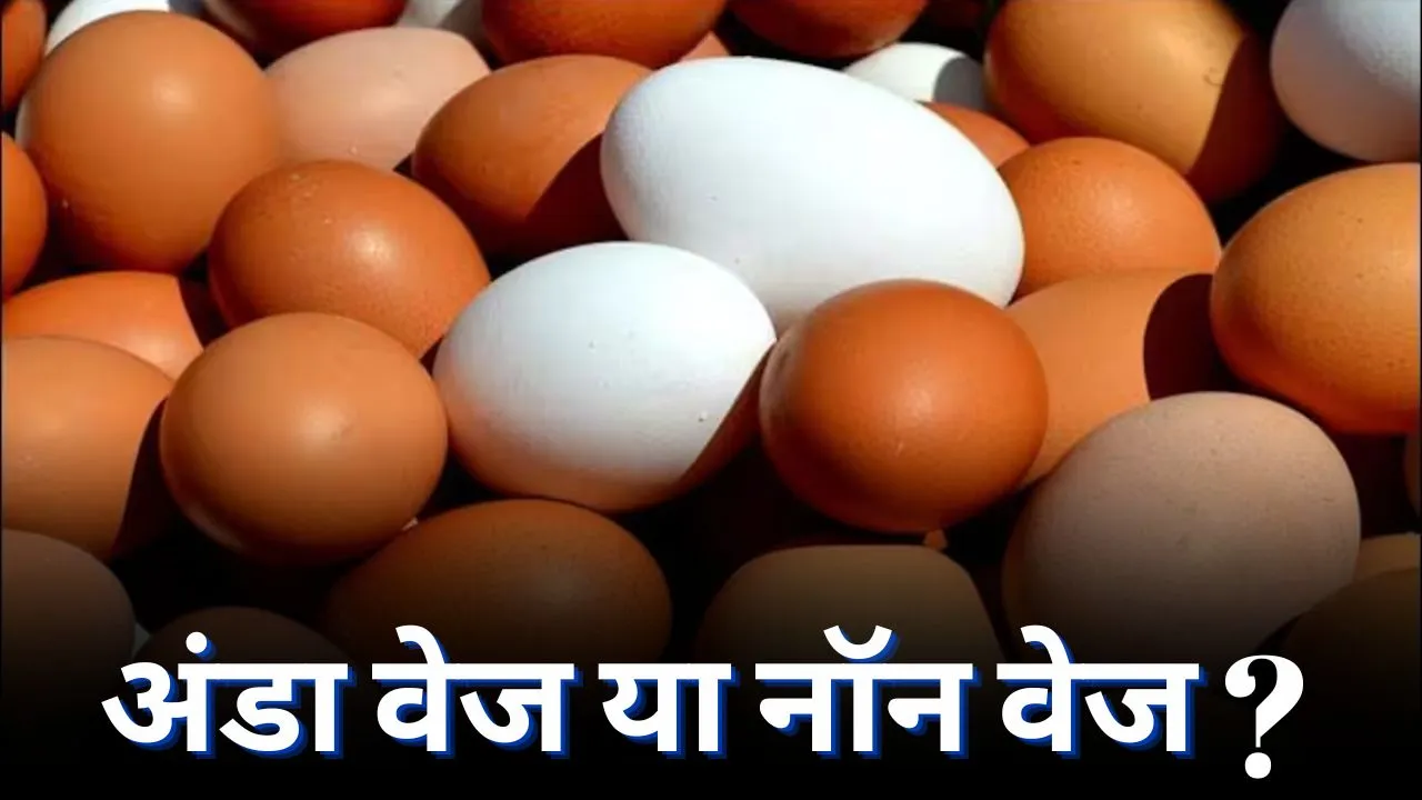 Egg Veg or Non Veg