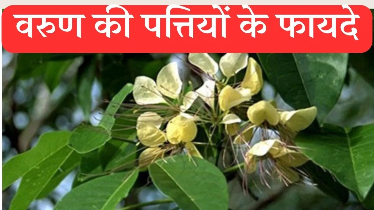 Varun Leaves Benefits