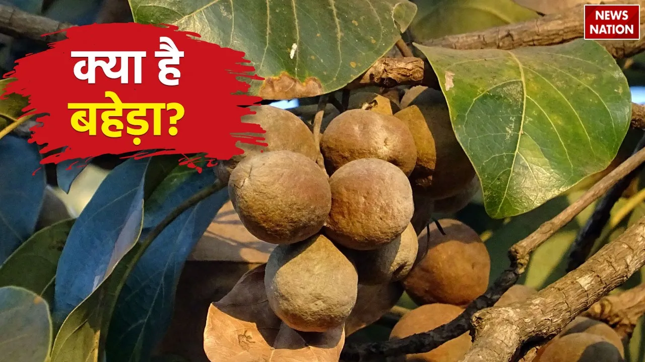 What is Baheda Know the benefits of this herb