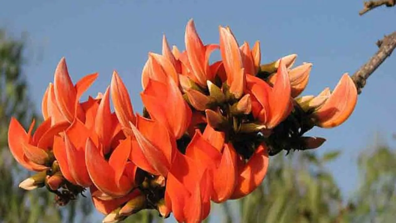 Palash tree is important from religious and cultural point of view