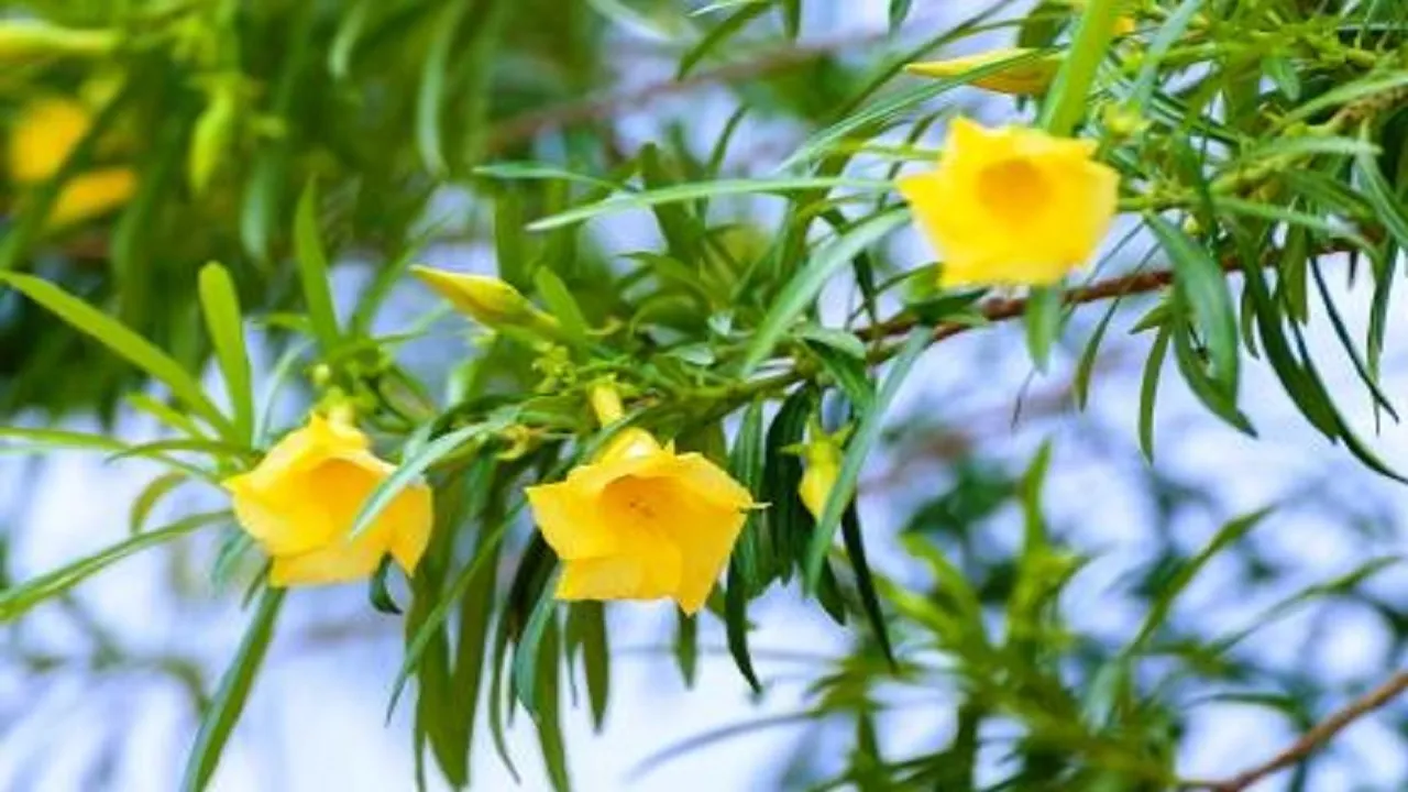 kaner plant