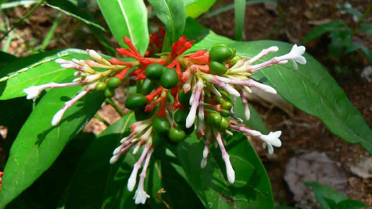 Sarpagandha