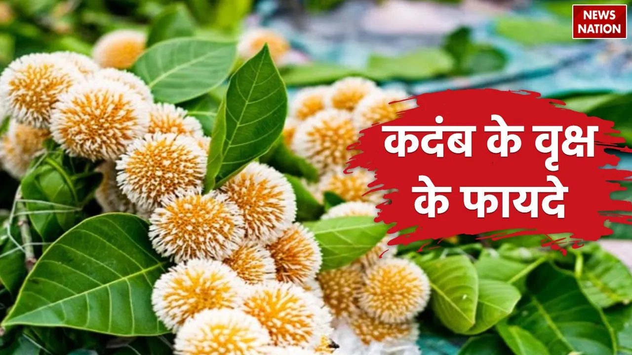Kadamba Tree Vastu