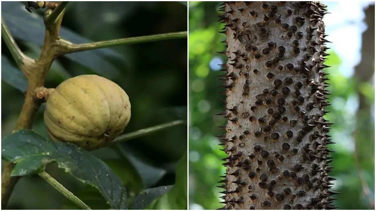 These are the 5 most poisonous plants from the world