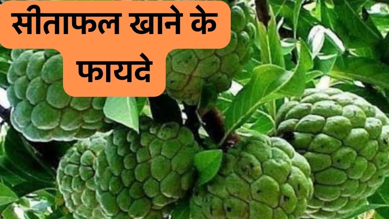 custard apple benefits