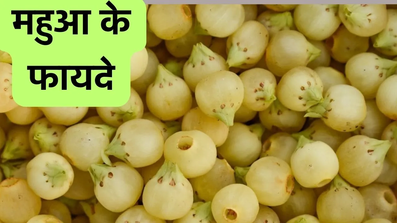 mahua benefits