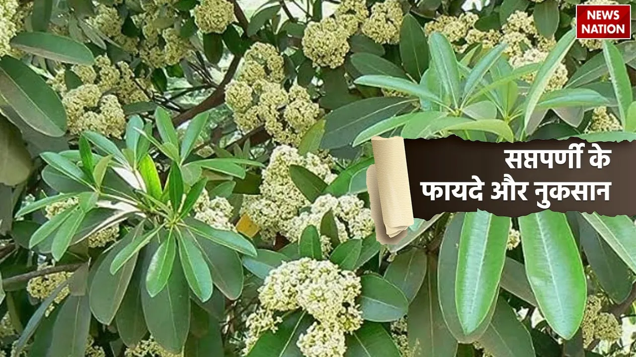 Saptaparni Benefits and side effect