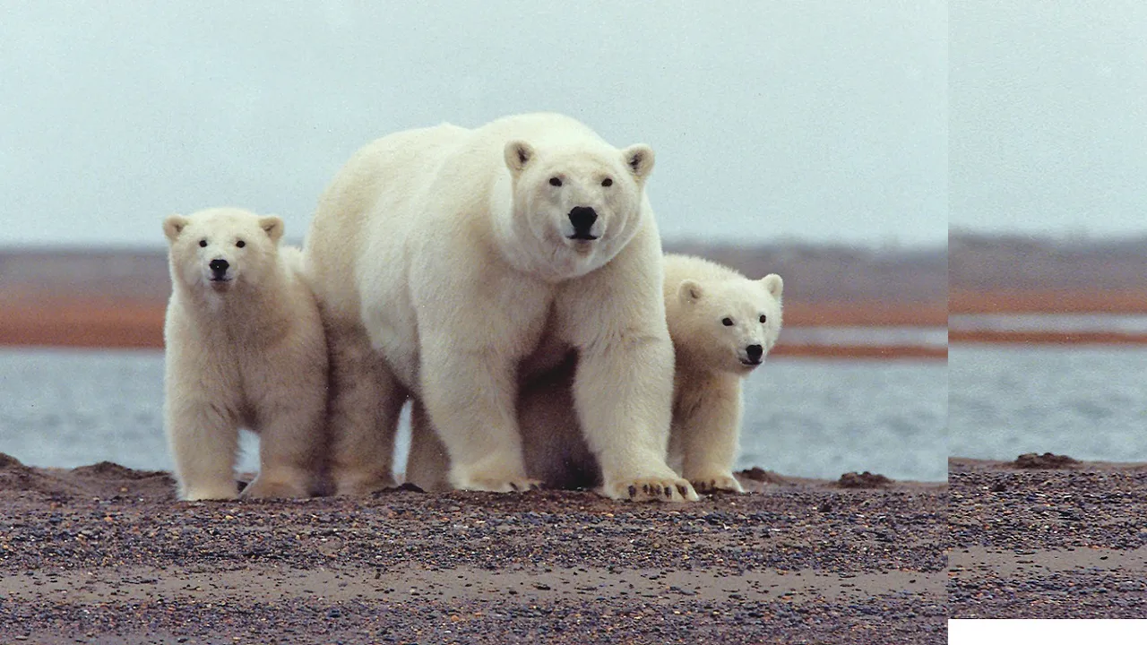 International Polar Bear Day