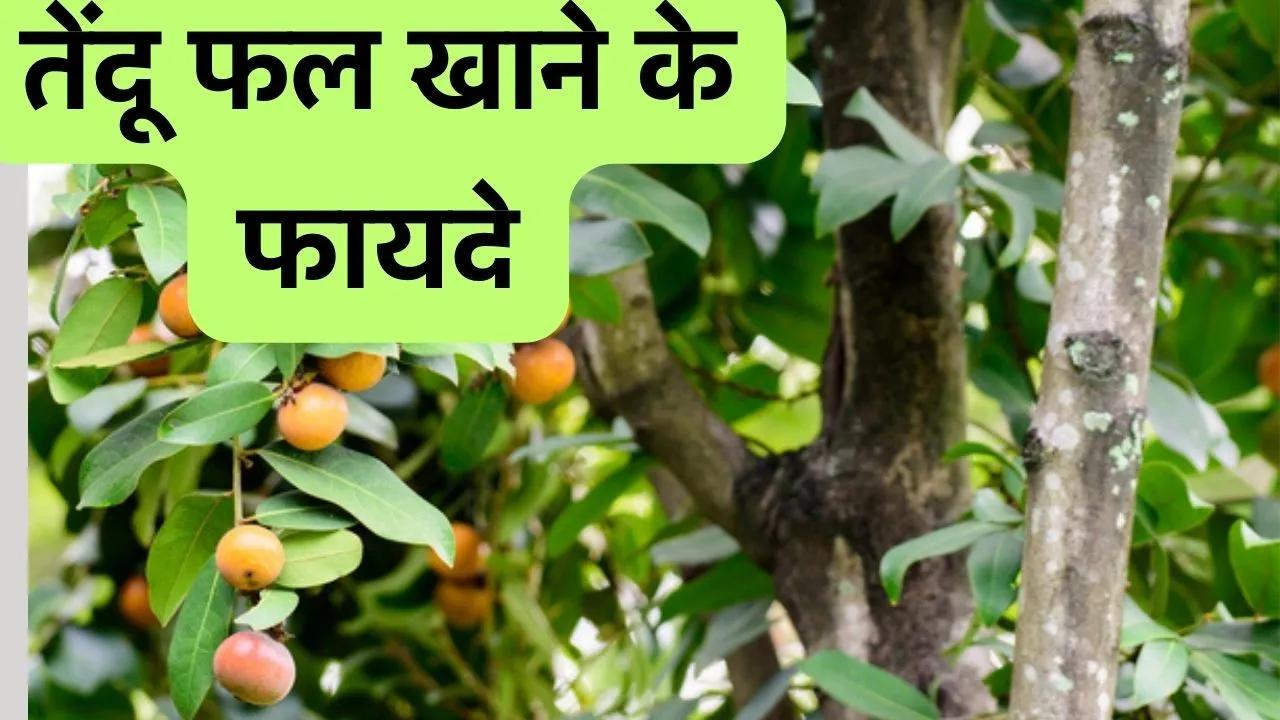 Benefits of Eating Tendu Fruit