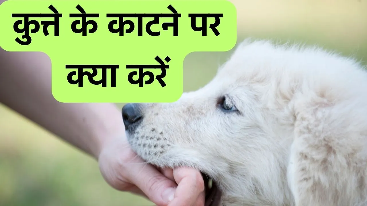 Dog Bite treatment