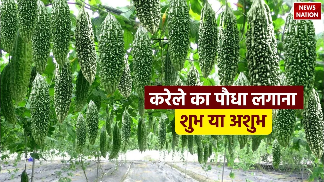 Karela Vastu tips