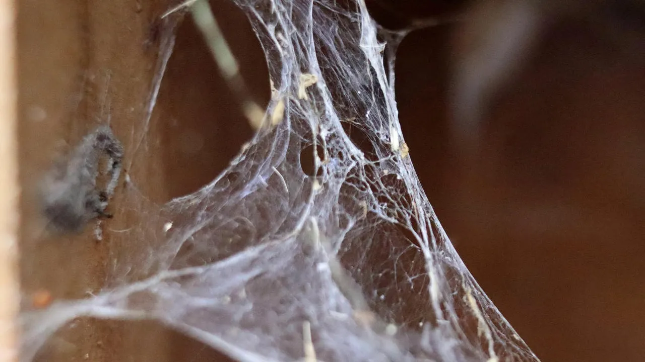 spider web