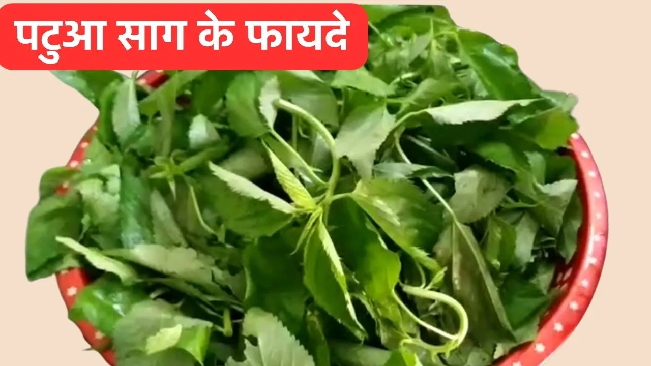 Patua saag benefits