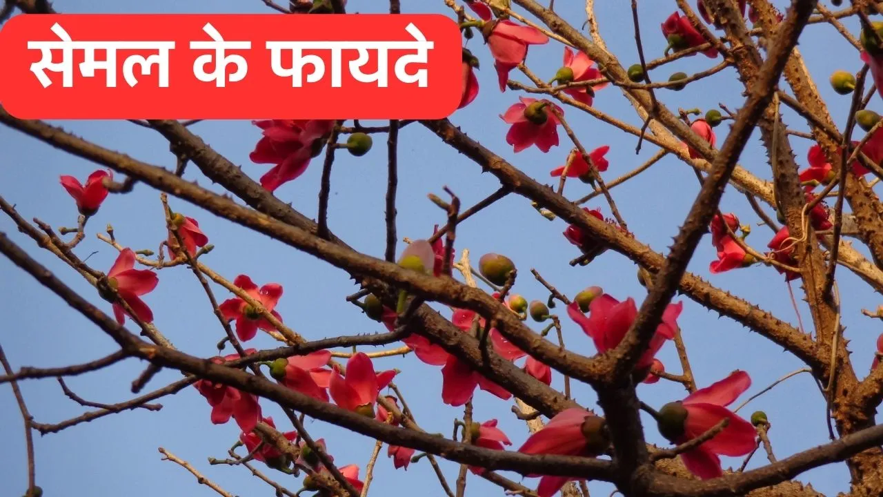 Semal Tree Benefits
