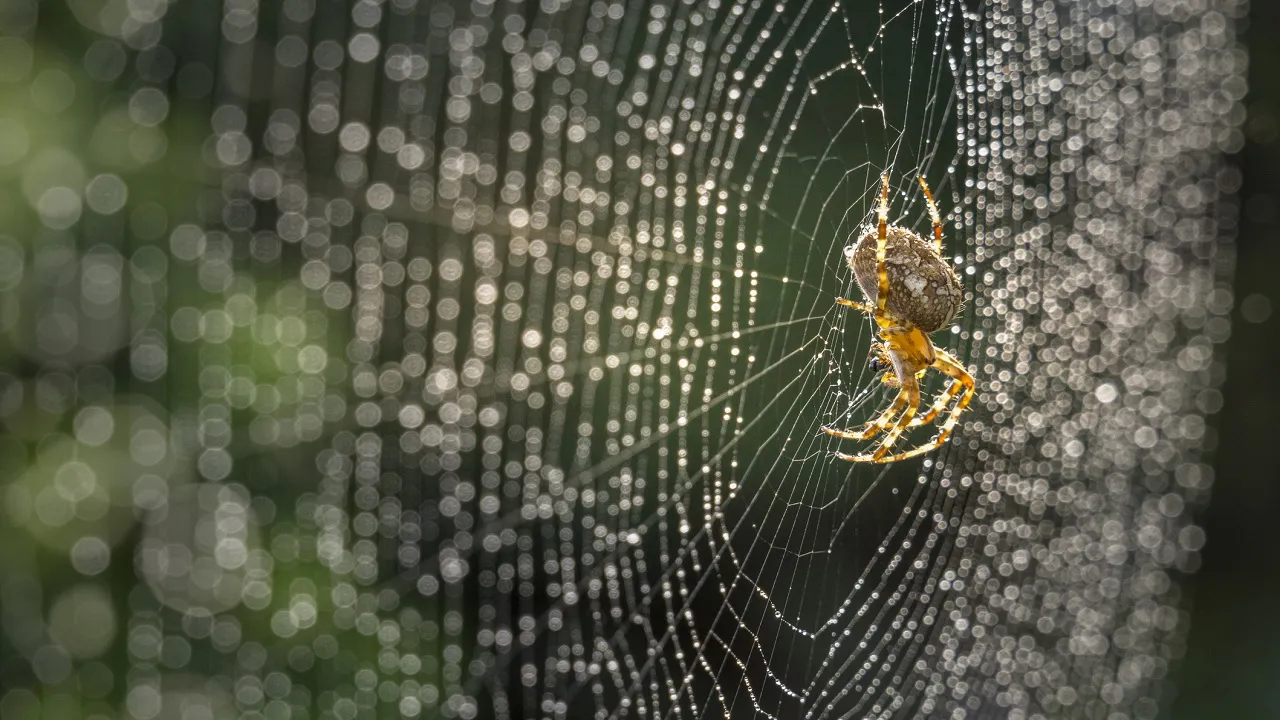 spider web