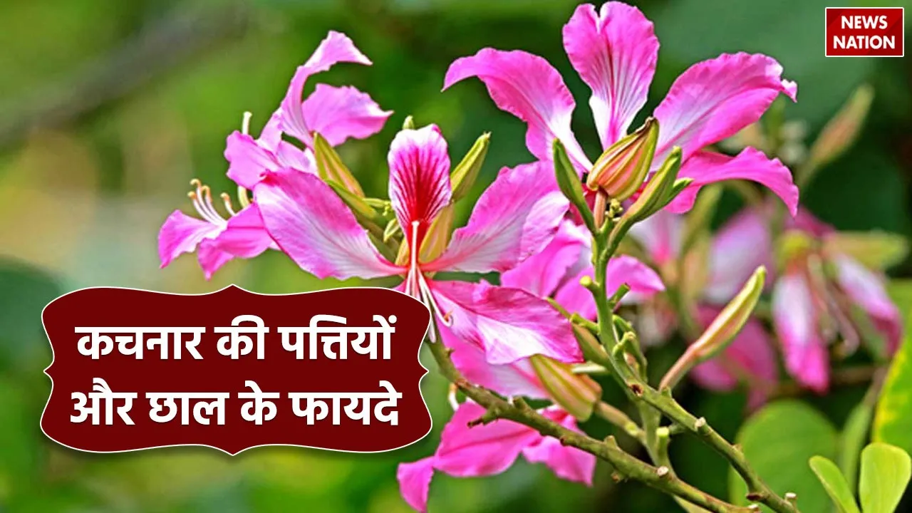 Kachnar  leaves and bark Benefits