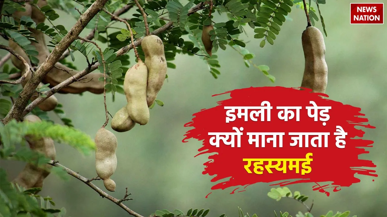 mystery of tamarind tree