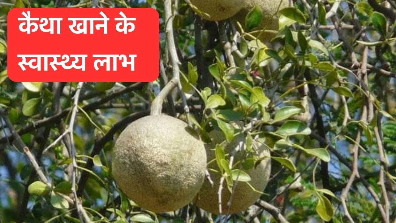 Wood Apple Benefits