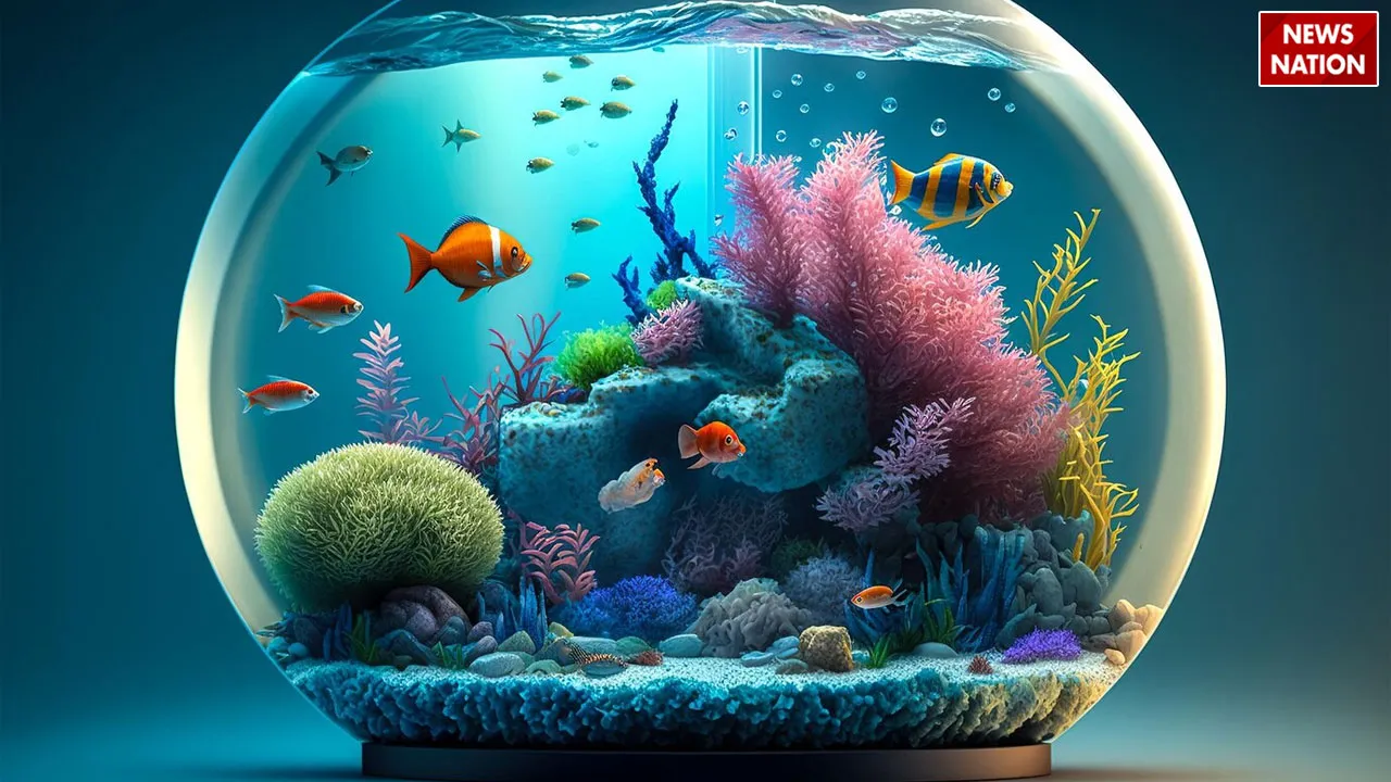 aquarium