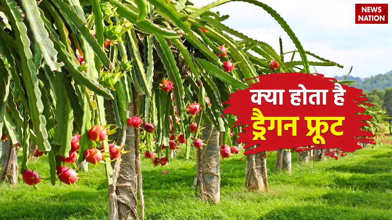 Dragon Fruit