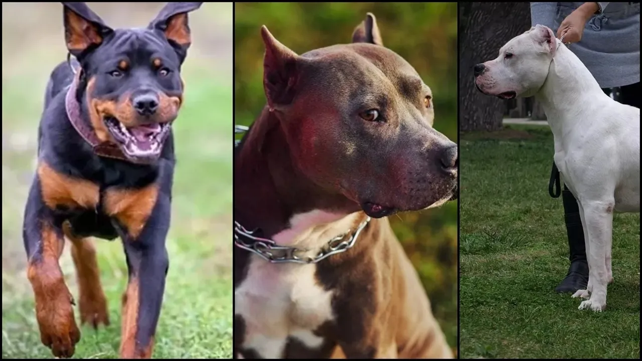 Dogs Ban in India