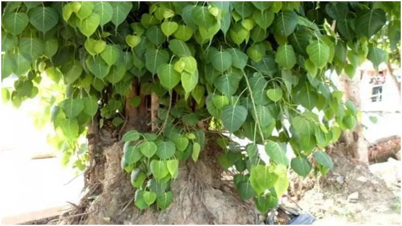 Peepal