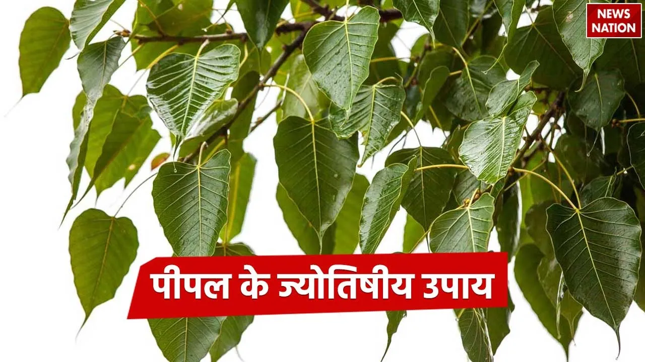 Astro tips of Pipal