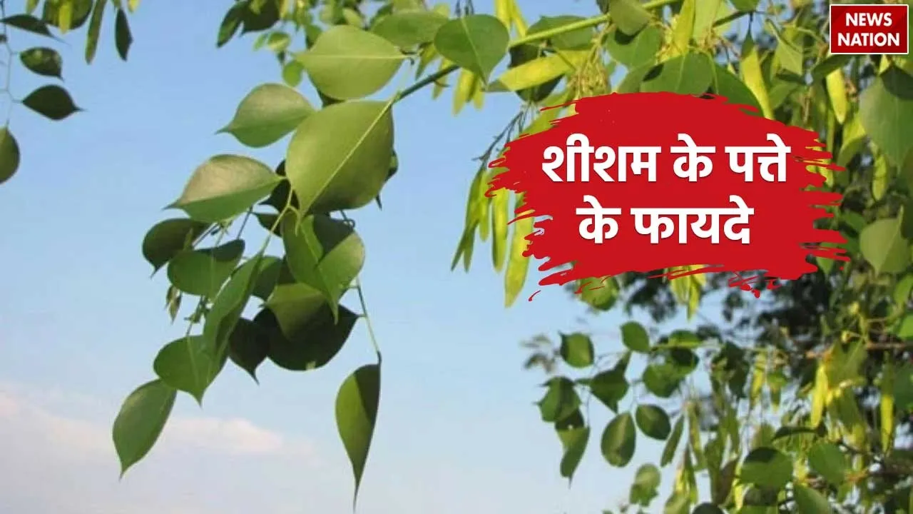 Benefits Of Sheesham Leaves