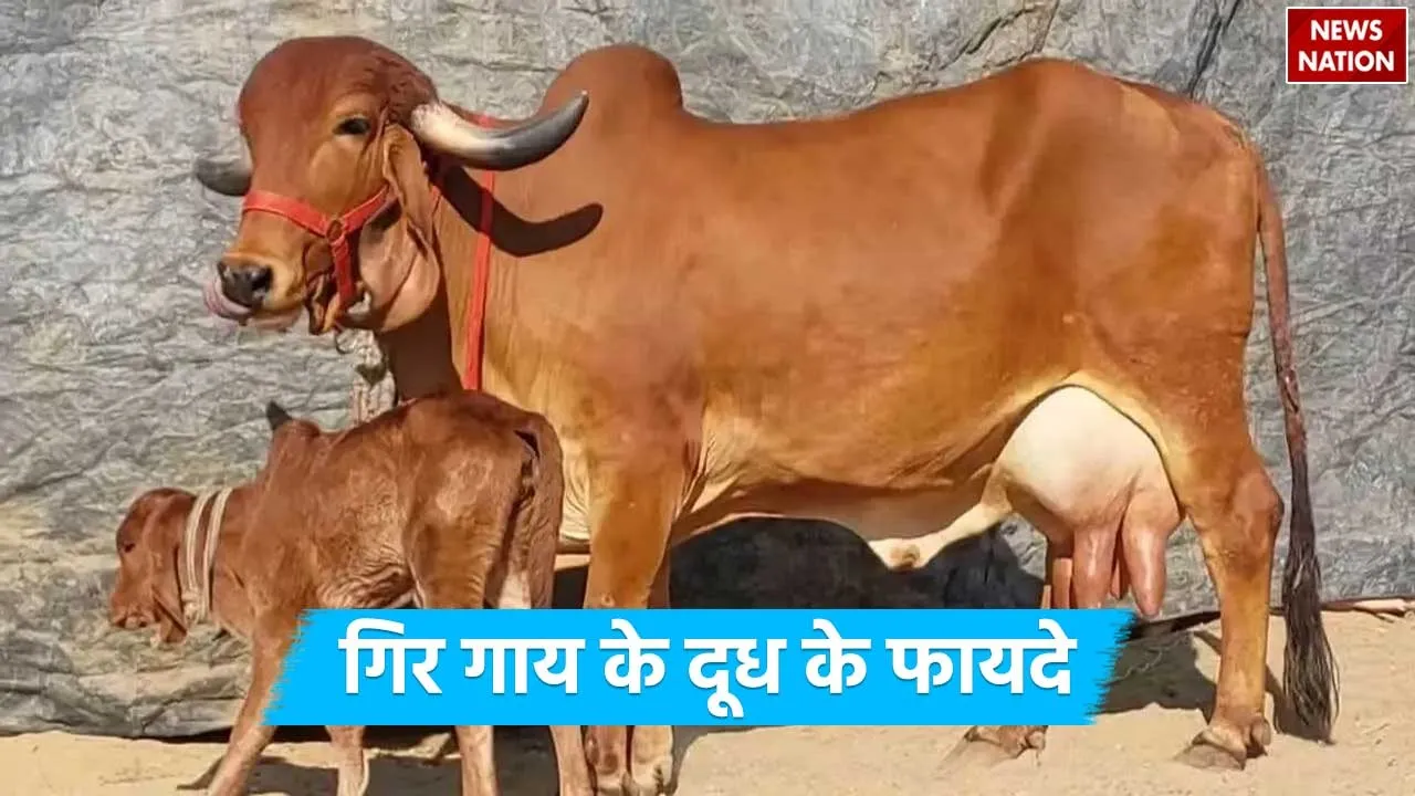 Gir Cow Milk Benefits
