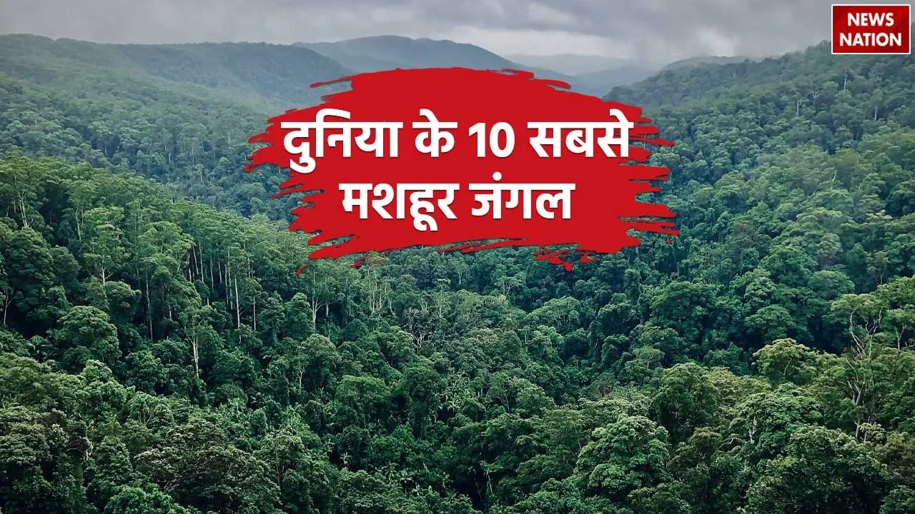 Famous Forests In The World