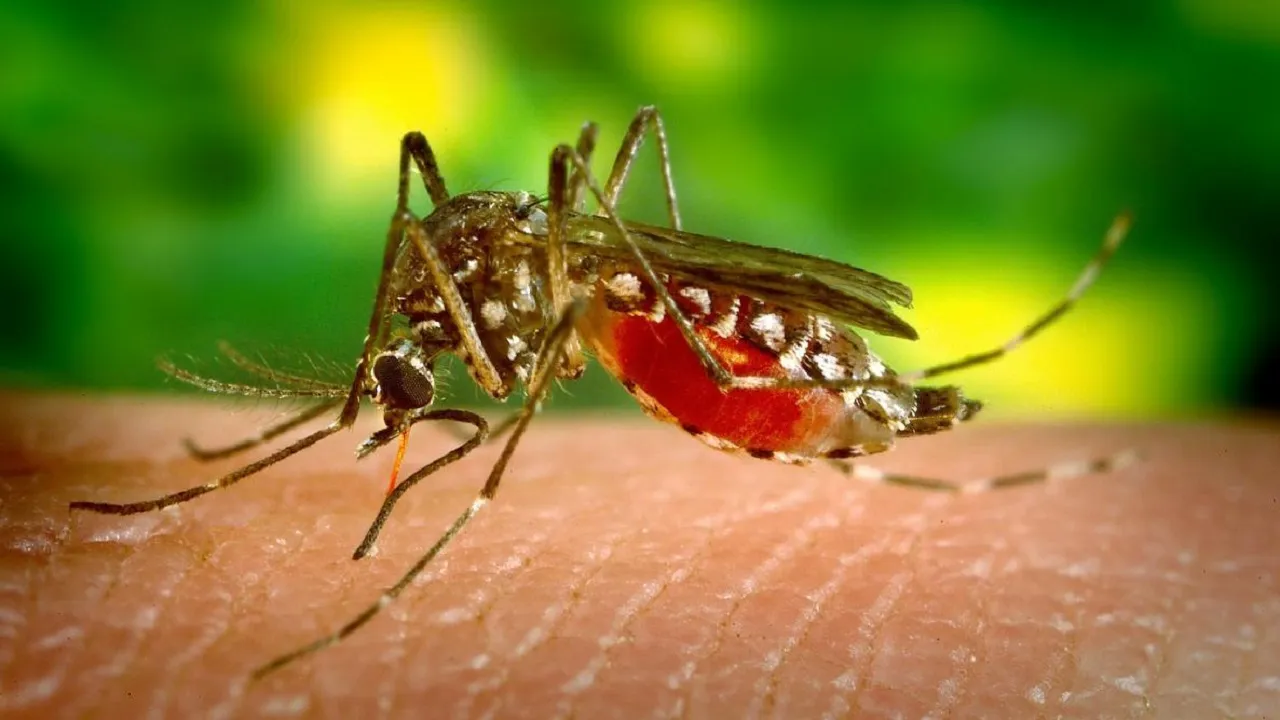 Mosquitoes Home Remedies