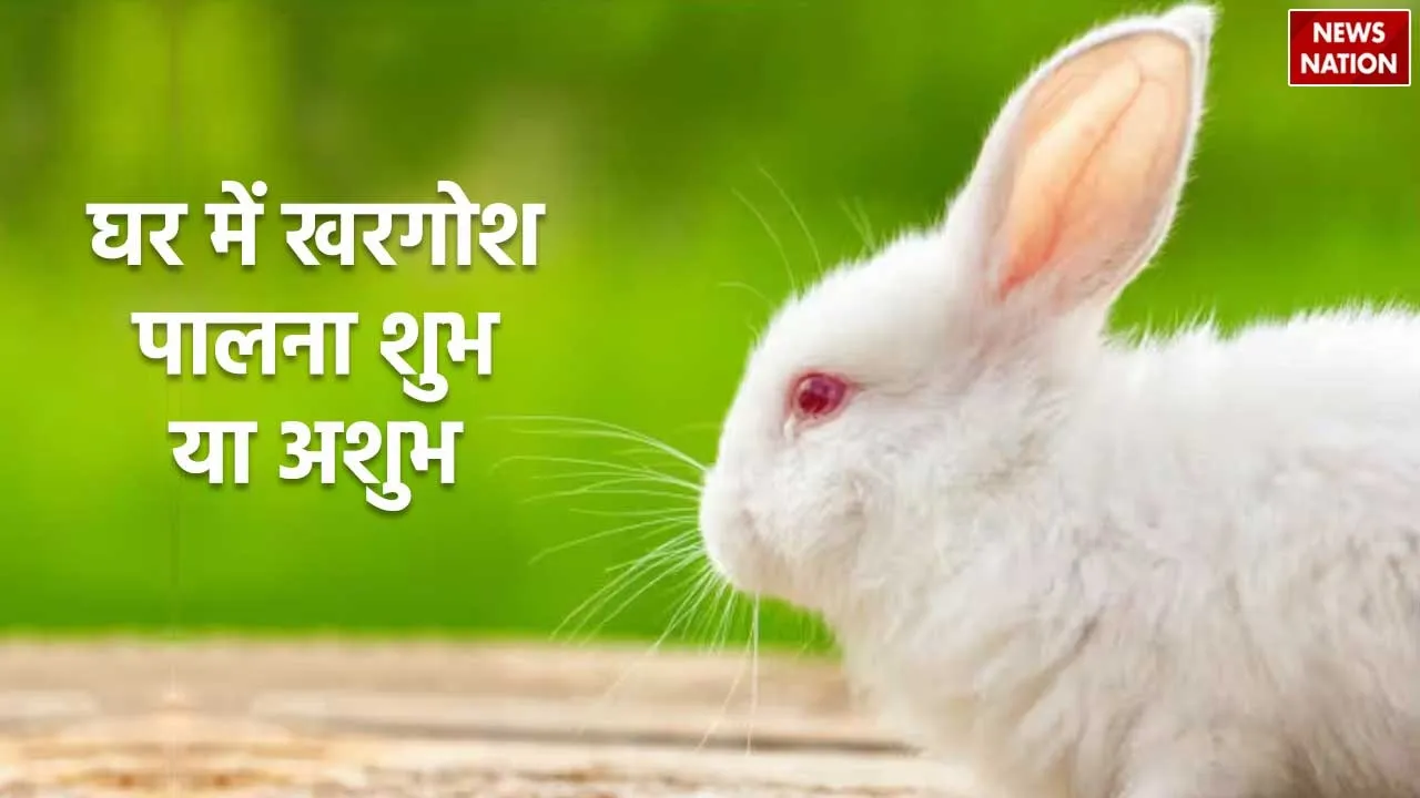 Rabbit at home good or bad