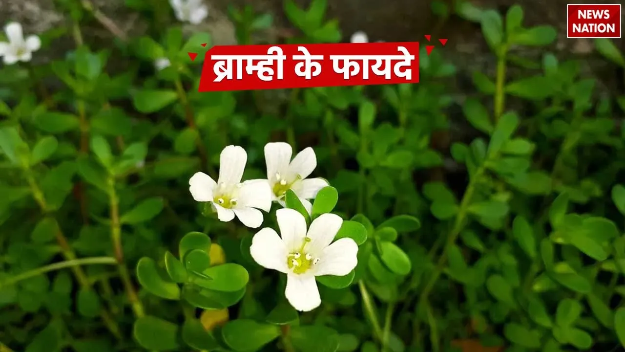 Brahmi Health Benefits