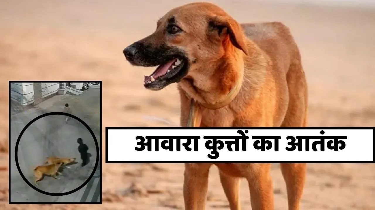terror of stray dogs