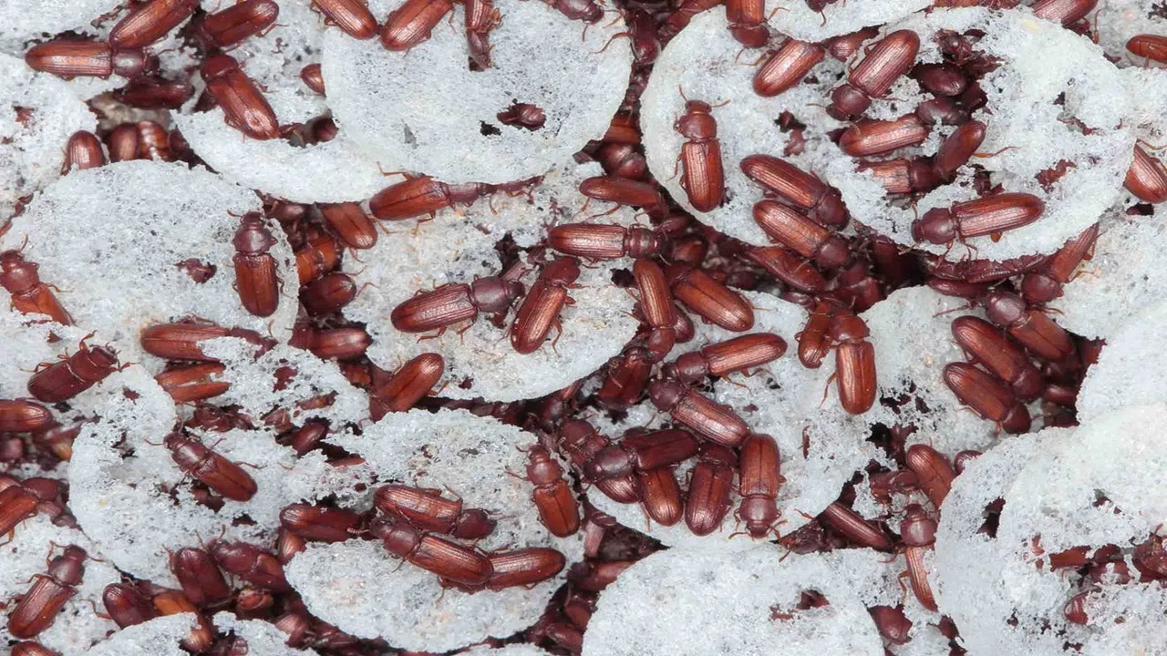 how to protect grains from insects
