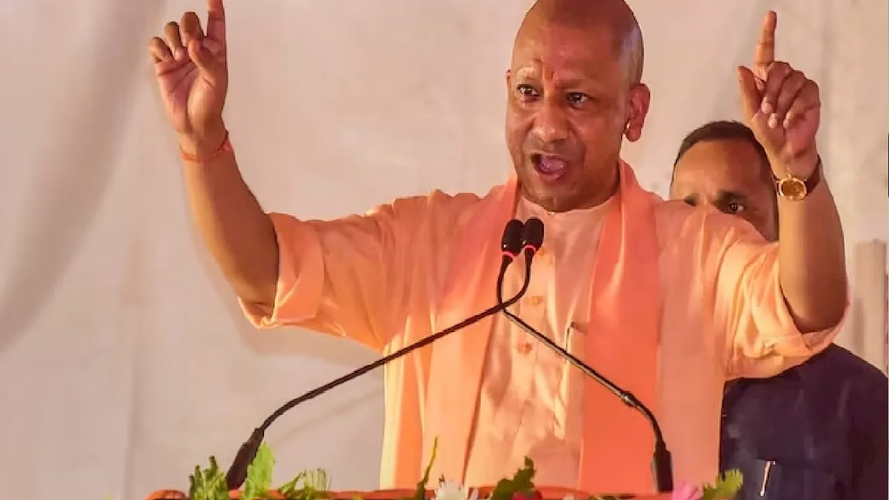 yogi