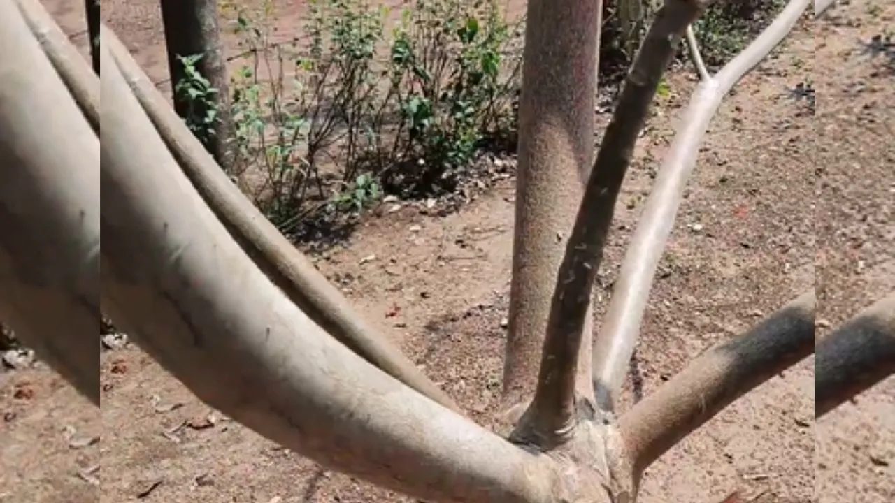 viral tree