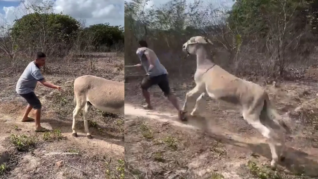 viral video