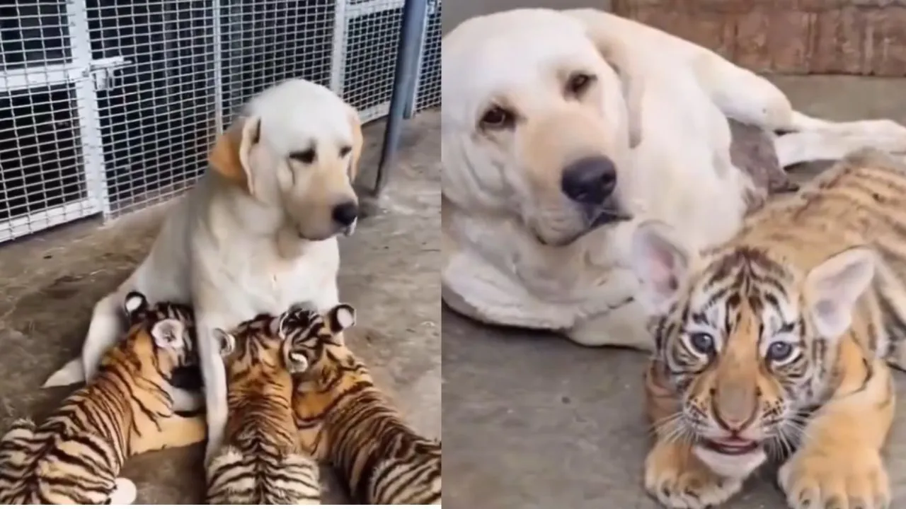 viral wildlife video