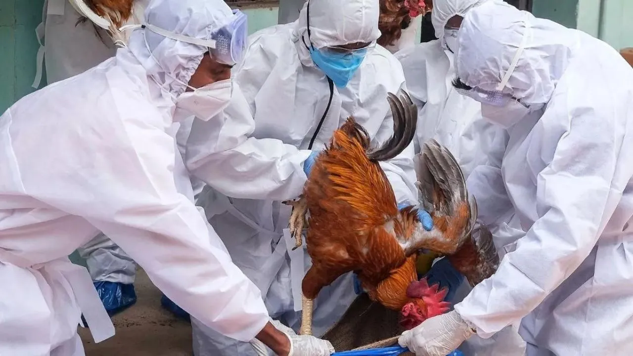 bird flu