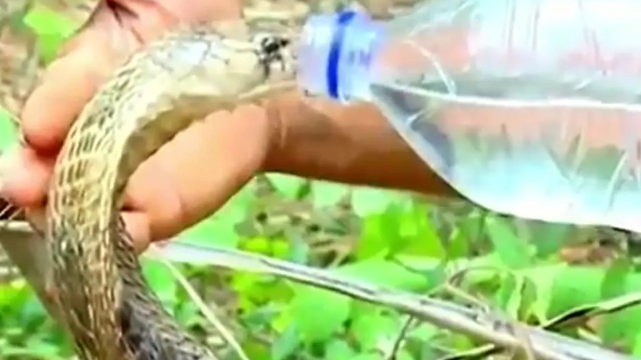 viral snake video