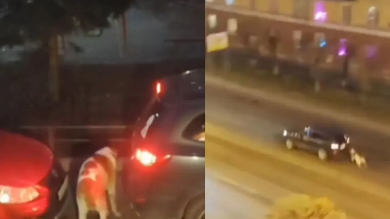 VIRAL dog VIDEO