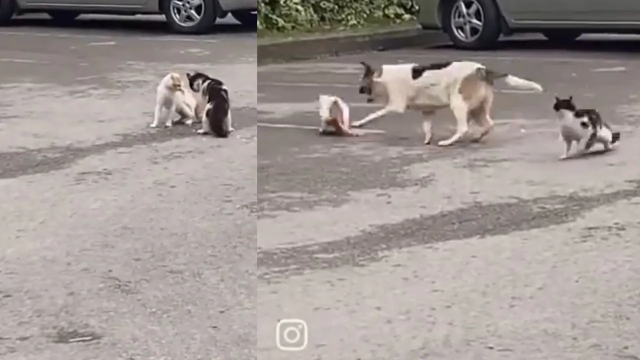 viral video